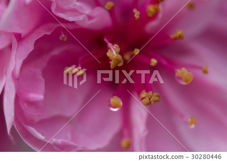 Peach blossoms Peach blossoms 30280446