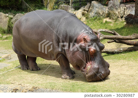 河馬 30280987