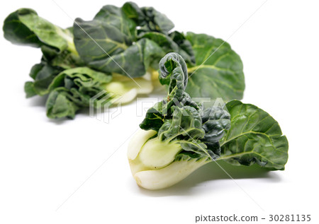Milk cabbage bok choy 30281135