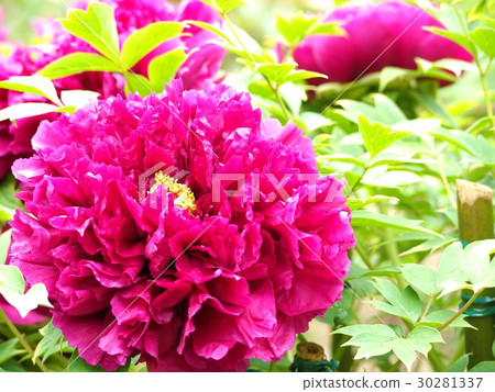 Button in full bloom Button in full bloom 30281337