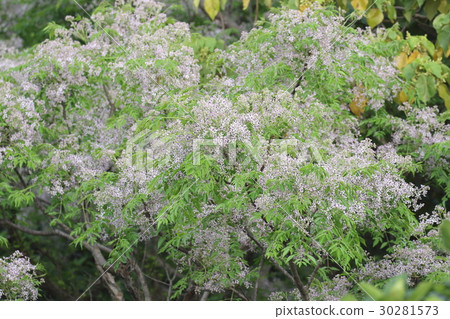 Natural plant Sendan, Ishigakijima in early April. Dyeing in light purple around the mountains 30281573