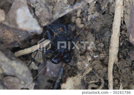 Creatures Arthropods Taiwan Sasorimodoki, small scissors on big scissors, long forepaw like beard. It is a mysterious figure 30281786