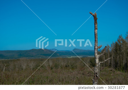 北方國家的死木 30281877