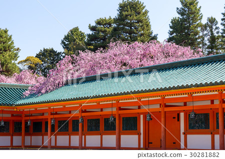 天堂金谷支櫻花 天堂金谷支櫻花 30281882