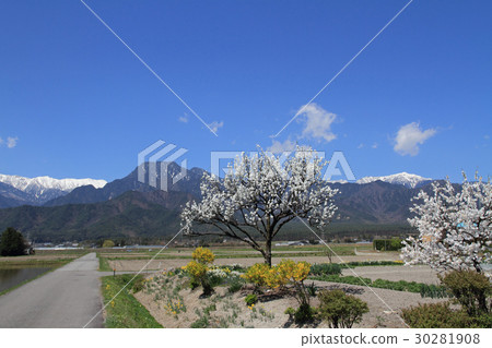 When flower peach blossoms in Azumino When flower peach blossoms in Azumino 30281908