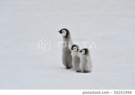 Emperor Penguin chicks in Antarctica Emperor Penguin chicks in Antarctica 30281998