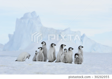 Emperor Penguin chicks in Antarctica 30282055