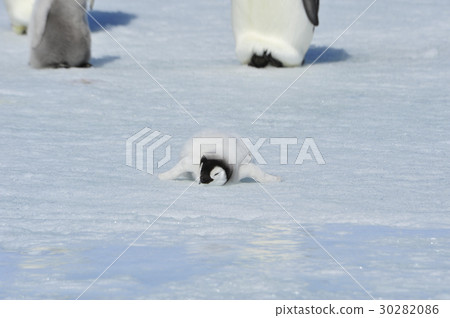 Emperor Penguin chick Emperor Penguin chick 30282086