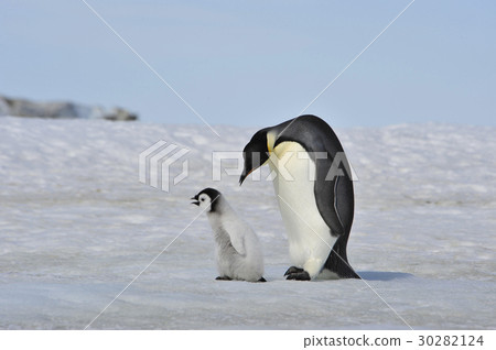 Emperor Penguins with chick Emperor Penguins with chick 30282124