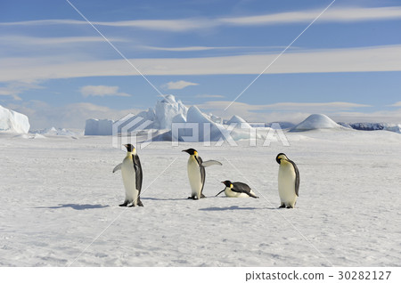 Emperor Penguin on the snow Emperor Penguin on the snow 30282127