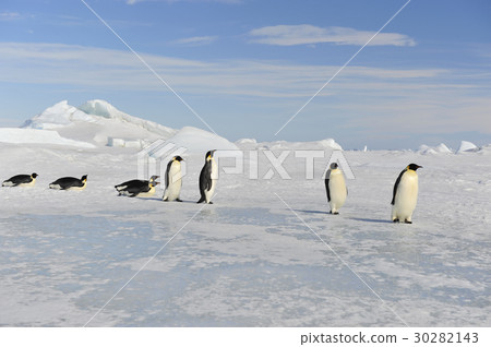 Emperor Penguin on the snow Emperor Penguin on the snow 30282143