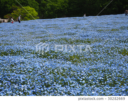 Nemophila Nemophila 30282669