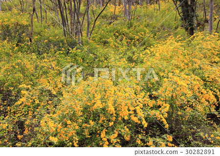 Collective spirit 30282891