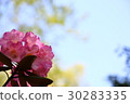 Rhododendron 30283335