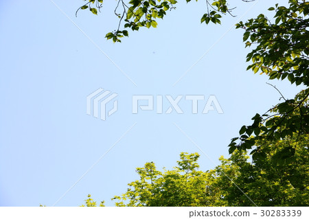 Fresh green 30283339