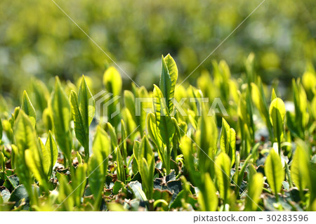 Tea plantation 30283596