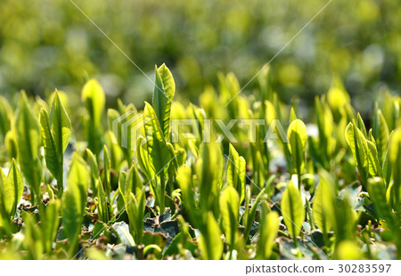 Tea plantation 30283597