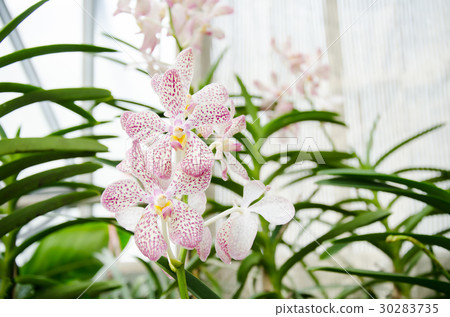 Pink orchid flower blossom in a garden Pink orchid flower blossom in a garden 30283735