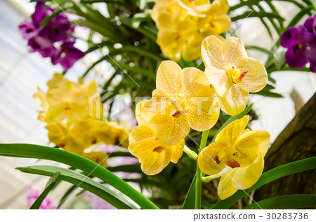 Yellow orchid flower blossom in a garden Yellow orchid flower blossom in a garden 30283736