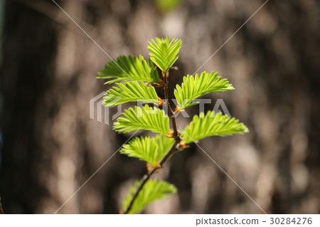 水杉發芽 30284276