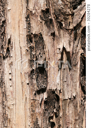 Metasequoia bark Metasequoia bark 30284278