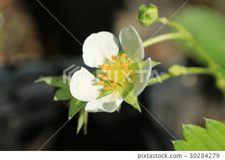 草莓花 草莓花 30284279