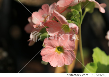 Obukonika Obukonika 30284280
