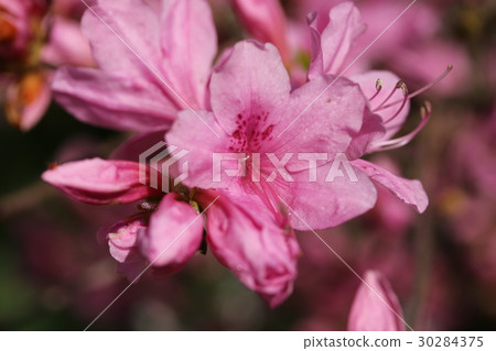 杜鵑花的花 杜鵑花的花 30284375