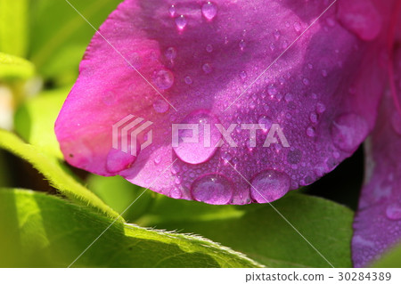 杜鵑花的花和水滴 杜鵑花的花和水滴 30284389