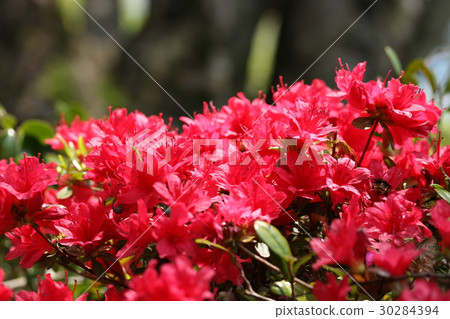 Kurume azalea 30284394