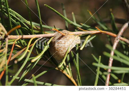 Mantis egg 30284451