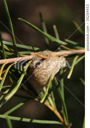 Mantis egg Mantis egg 30284453