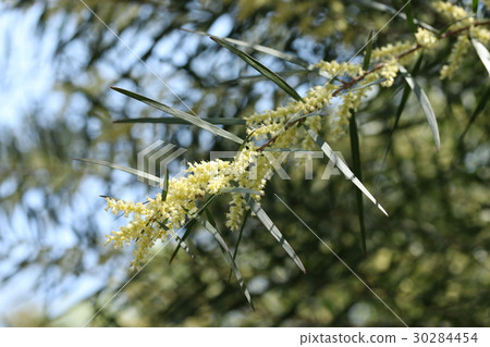 Flower of Acacia · prawischima Flower of Acacia · prawischima 30284454