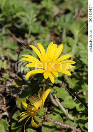 Arctoseca / calendula Arctoseca / calendula 30284494
