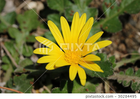 Arctoseca /金盞花 Arctoseca /金盞花 30284495