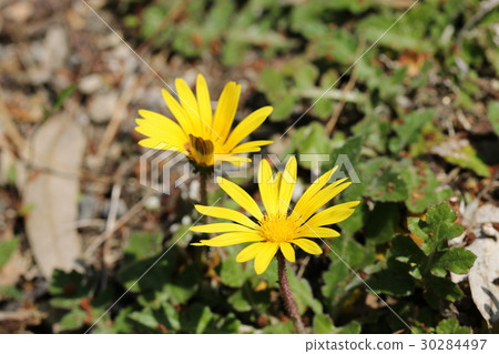 Arctoseca / calendula Arctoseca / calendula 30284497
