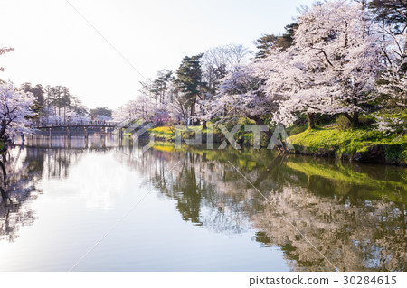 高田公園的櫻花 30284615