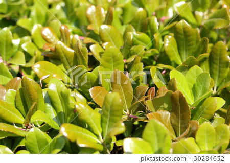 The sprout of the goby cape 30284652