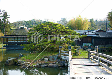 在彥根城的櫻花 30284702