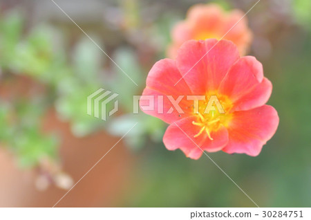 Portulaca oleracea,pussley or rose mose 30284751