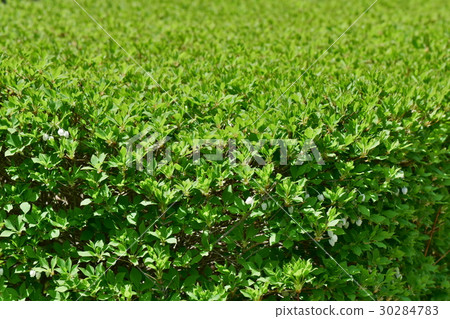 Fresh green Fresh green 30284783