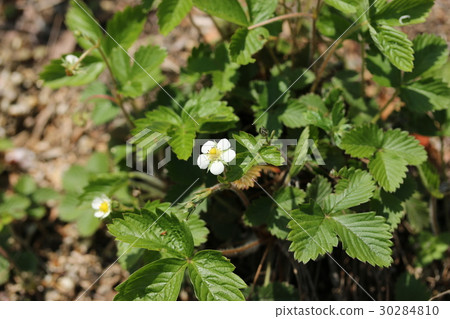 Wild strawberry 30284810