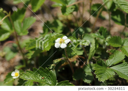 Wild strawberry 30284811