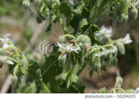 琉璃苣 琉璃苣 30284825