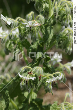 Boris Boris 30284826