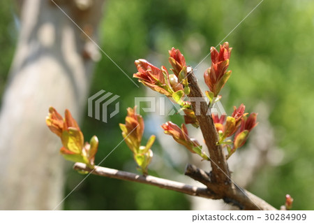 旋轉的縐子 30284909