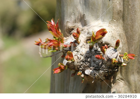 旋轉的縐子 30284910