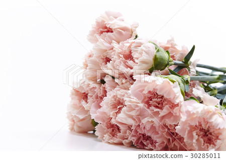 Carnation Carnation 30285011