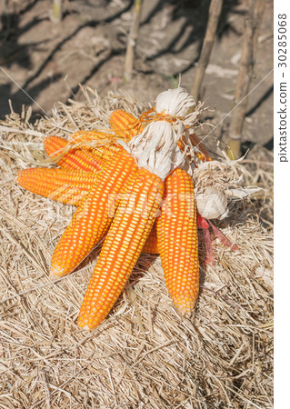 Ripe corn. Ripe corn. 30285068