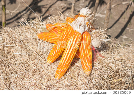 Ripe corn. Ripe corn. 30285069